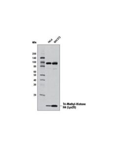 Cell Signaling Tri-Methyl-Histone H4 (Lys20) (D84D2) Rabbit Monoclonal Antibody (BSA and Azide Free)