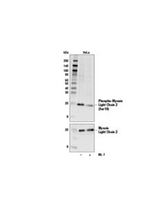 Cell Signaling Phospho-Myosin Light Chain 2 (Ser19) Mouse mAb (BSA and Azide Free)