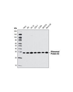 Cell Signaling Ribosomal Protein S3 (D50g7) Xp Rabbit mAb