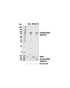Cell Signaling Cleaved Parp (Asp214) Antibody (Human Specific)
