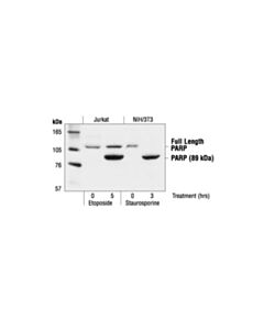 Cell Signaling Parp Antibody