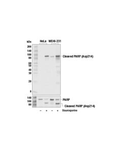 Cell Signaling Cleaved Parp (Asp214) Antibody (Mouse Specific)