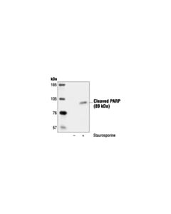 Cell Signaling Cleaved Parp (Asp214) Antibody (Rat Specific)