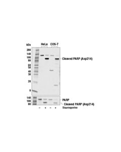 Cell Signaling Cleaved Parp (Asp214) (19f4) Mouse mAb (Human Specific)