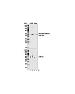 Cell Signaling Phospho-Smad1 (Ser206) Antibody