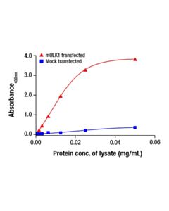 Cell Signaling Phospho-ULK1 (Ser638) Matched Antibody Pair