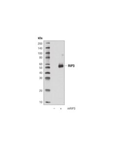 Cell Signaling Rip3 (D4g2a) Rabbit mAb