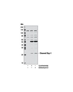 Cell Signaling Cleaved Drosophila Dcp-1 (Asp216) Antibody