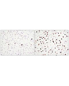 Cell Signaling Cleaved Caspase-3 (Asp175) (D3e9) Rabbit mAb
