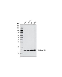 Cell Signaling Atrx/Daxx Antibody Sampler Kit