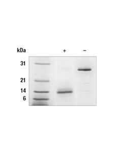 Cell Signaling Human Gdf15 Recombinant Protein