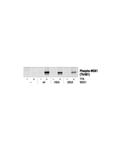 Cell Signaling Phospho-Msk1 (Thr581) Antibody