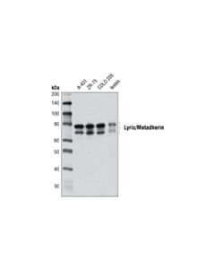 Cell Signaling Lyric/Metadherin (2F11C3) Mouse mAb 20 uL