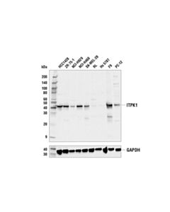 Cell Signaling Itpk1 Antibody