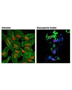 Cell Signaling Cleaved Caspase-3 (Asp175) (D3e9) Rabbit mAb (Alexa Fluor<LT/>Sup&Gt;®<LT/>/Sup&Gt; 647 Conjugate)
