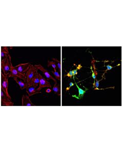 Cell Signaling Cleaved Caspase-3 (Asp175) (D3E9) Rabbit Monoclonal Antibody (Alexa Fluor ® 488 Conjugate)