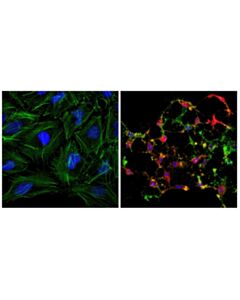 Cell Signaling Cleaved Caspase-3 (Asp175) (D3e9) Rabbit mAb (Alexa Fluor<LT/>Sup&Gt;®<LT/>/Sup&Gt; 555 Conjugate)