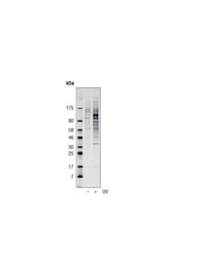 Cell Signaling Phospho-Atm/Atr Substrate (S*Q) (D23h2/D69h5) Multimab Rabbit mAb Mix