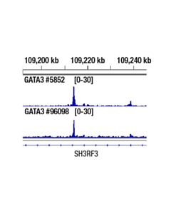 Cell Signaling GATA-3 (E2N1Y) Mouse mAb 20 uL