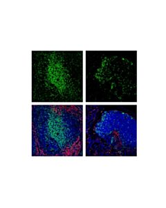 Cell Signaling Cd4 (Rm4-5) Rat mAb (Fitc Conjugate)