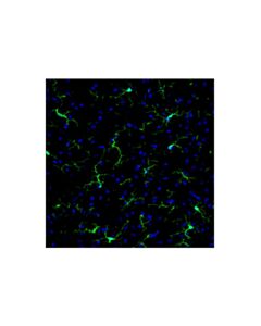 Cell Signaling ASC/TMS1 (D2W8U) Feline Chimeric mAb