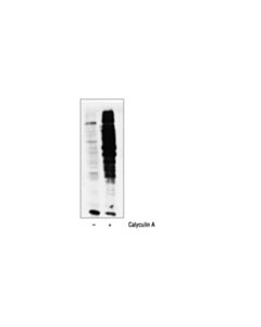 Cell Signaling Phospho-(Ser/Thr) Pka Substrate Antibody