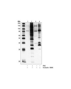 Cell Signaling Phospho-Pka Substrate (Rrxs*/T*) (100g7e) Rabbit mAb