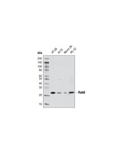 Cell Signaling Rab6 (D37c7) Rabbit mAb