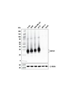 Cell Signaling Cd151 (E4i9j) Xp Rabbit mAb