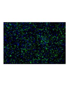 Cell Signaling ASC/TMS1 (E1E3I) Rabbit mAb (Alexa Fluor® 488 Conjugate); 100 µl
