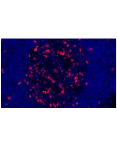 Cell Signaling Ki-67 (D2H10) Rabbit mAb (Alexa Fluor 647 Conjugate)