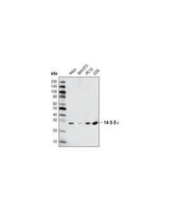 Cell Signaling 14-3-3 Epsilon Antibody