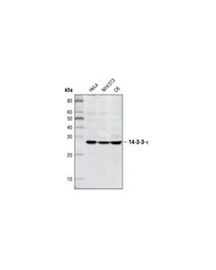 Cell Signaling 14-3-3 Tau Antibody