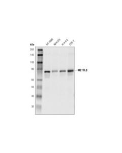 Cell Signaling METTL3 (D2I6O) Rabbit mAb 20 uL