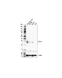 Cell Signaling Ctla-4 (E1v6t) Rabbit mAb
