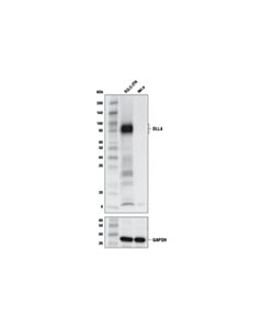 Cell Signaling DLL4 (D7N3H) Rabbit mAb 20 uL