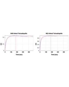 Cell Signaling Pan-branch Ubiquitin TUBE-RAD23A (Sepharose Bead Conjugate)