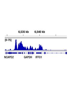 Cell Signaling Acetyl-Histone H3 (Lys9) (C5b11) Rabbit mAb