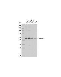 Cell Signaling SMAD5 (D4G2) Rabbit mAb (BSA and Azide Free)