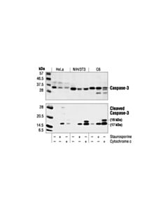 Cell Signaling Cleaved Caspase-3 (Asp175) Antibody