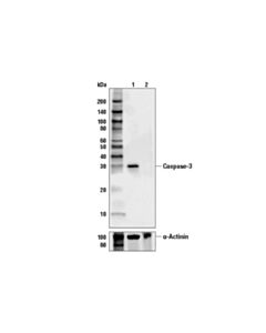 Cell Signaling Caspase-3 Antibody