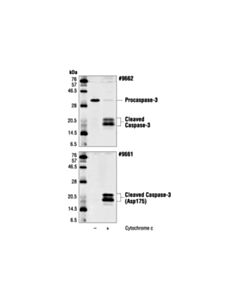 Cell Signaling Cspse-3 Control Cell Extrcts Apply) (Additional
