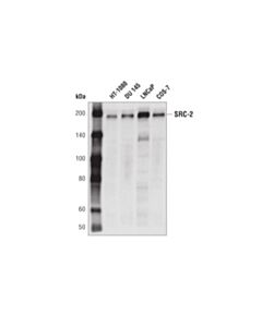 Cell Signaling SRC-2 (D2X4M) Rabbit mAb 20 uL