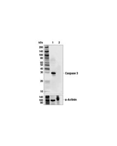 Cell Signaling Caspase-3 (3g2) Mouse mAb