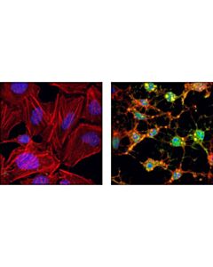 Cell Signaling Cleaved Caspase-3 (Asp175) Antibody (Alexa Fluor 488 Conjugate)