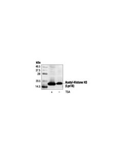Cell Signaling Acetyl-Histone H3 (Lys18) Antibody