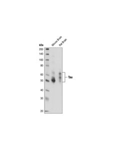 Cell Signaling Tau (Tau46) Mouse Monoclonal Antibody (Biotinylated)