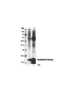 Cell Signaling Acetylated-Lysine (AC-K-103) Mouse mAb 20 uL