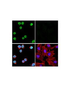 Cell Signaling Eomes (D8d1r) Rabbit mAb (Alexa Fluor 488 Conjugate)