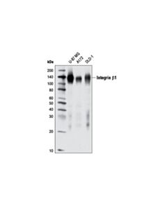Cell Signaling Integrin beta1 (D2E5) Rabbit mAb 20 uL